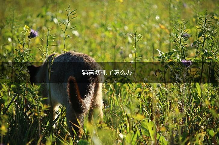 猫喜欢抓了怎么办,第1张 猫喜欢抓了怎么办,第1张