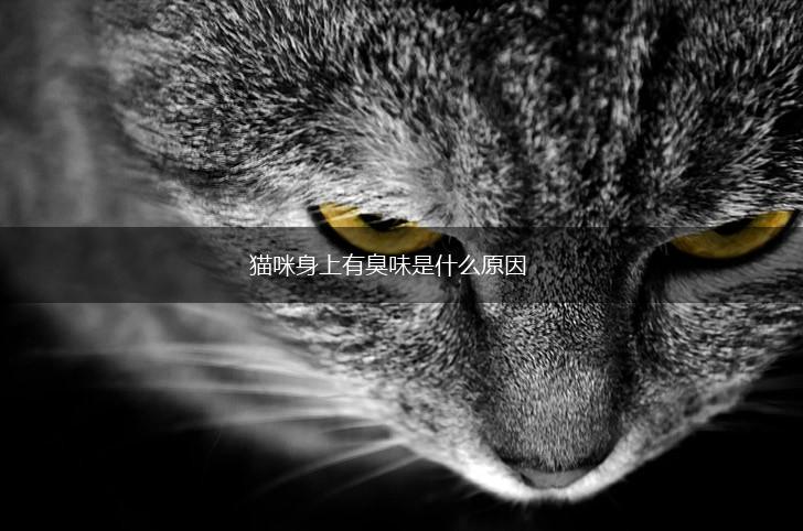 猫咪身上有臭味是什么原因,第1张 猫咪身上有臭味是什么原因,第1张