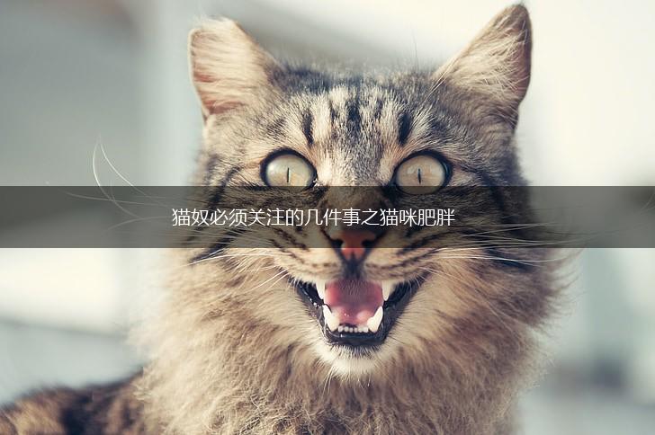 猫奴必须关注的几件事之猫咪肥胖,第1张 猫奴必须关注的几件事之猫咪肥胖,第1张