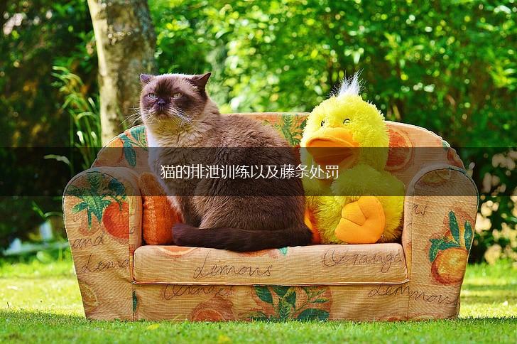 猫的排泄训练以及藤条处罚,第1张 猫的排泄训练以及藤条处罚,第1张