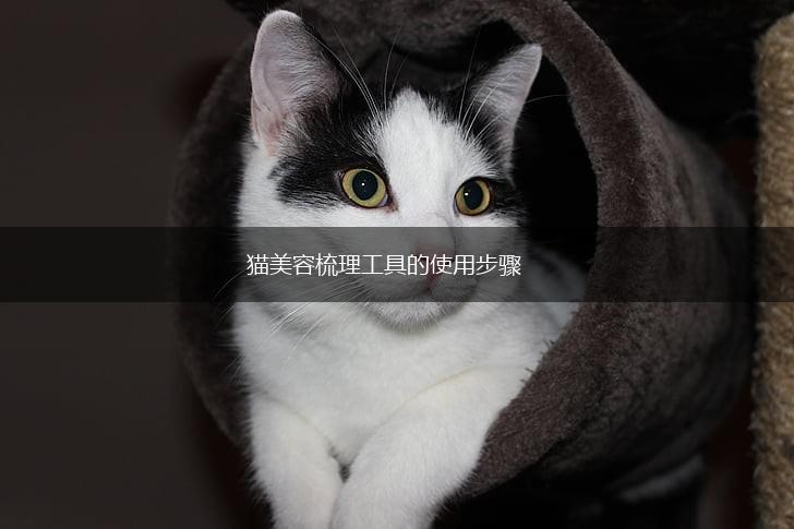 猫美容梳理工具的使用步骤,第1张
