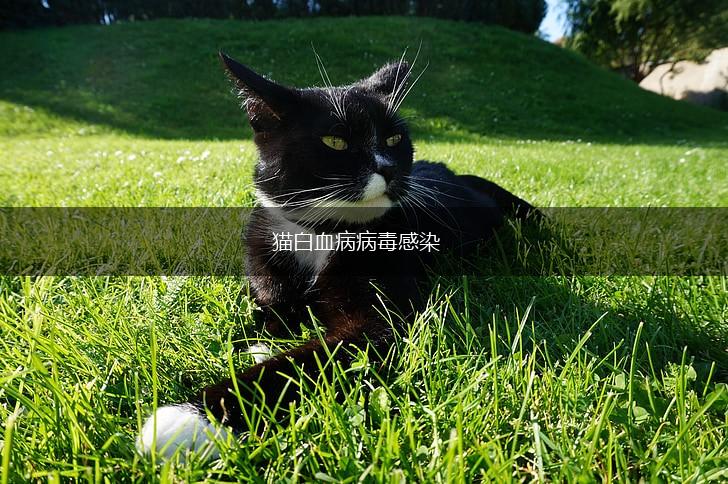 猫白血病病毒感染,第1张 猫白血病病毒感染,第1张