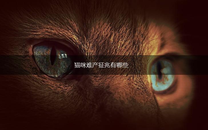 猫咪难产征兆有哪些,第1张 猫咪难产征兆有哪些,第1张