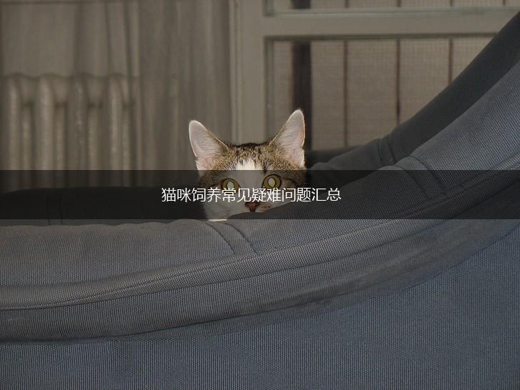 猫咪饲养常见疑难问题汇总,第1张 猫咪饲养常见疑难问题汇总,第1张
