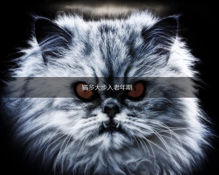 猫多大步入老年期,第1张 猫多大步入老年期,第1张