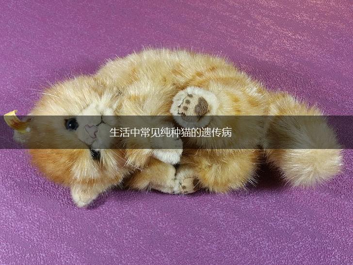 生活中常见纯种猫的遗传病,第1张 生活中常见纯种猫的遗传病,第1张