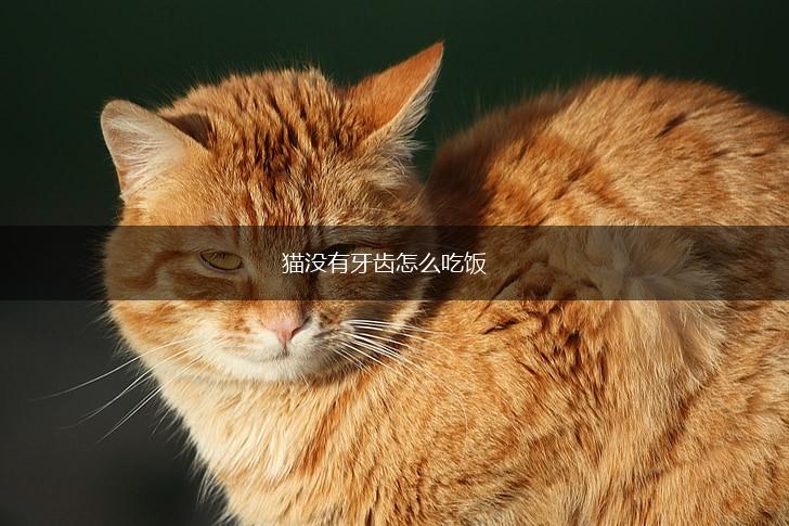 猫没有牙齿怎么吃饭,第1张 猫没有牙齿怎么吃饭,第1张