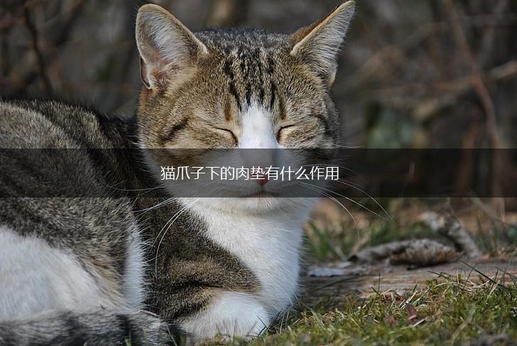 猫爪子下的肉垫有什么作用,第1张