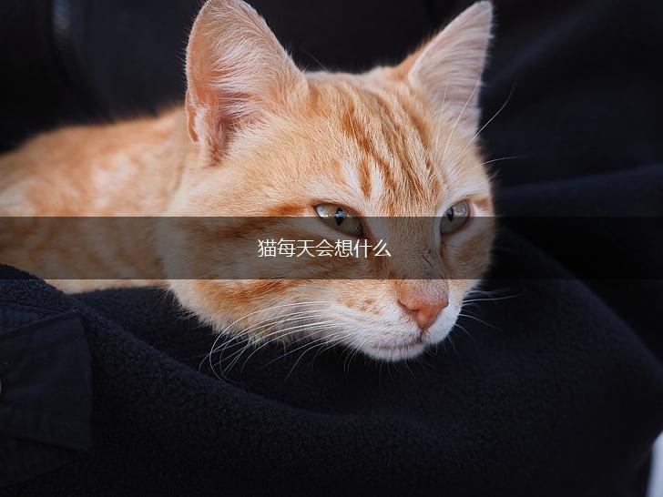 猫每天会想什么,第1张 猫每天会想什么,第1张