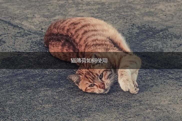猫薄荷如何使用,第1张