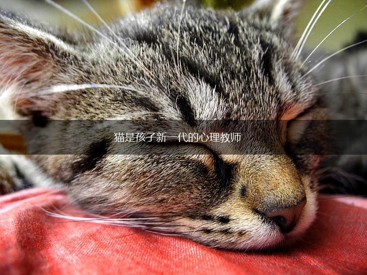 猫是孩子新一代的心理教师,第1张 猫是孩子新一代的心理教师,第1张