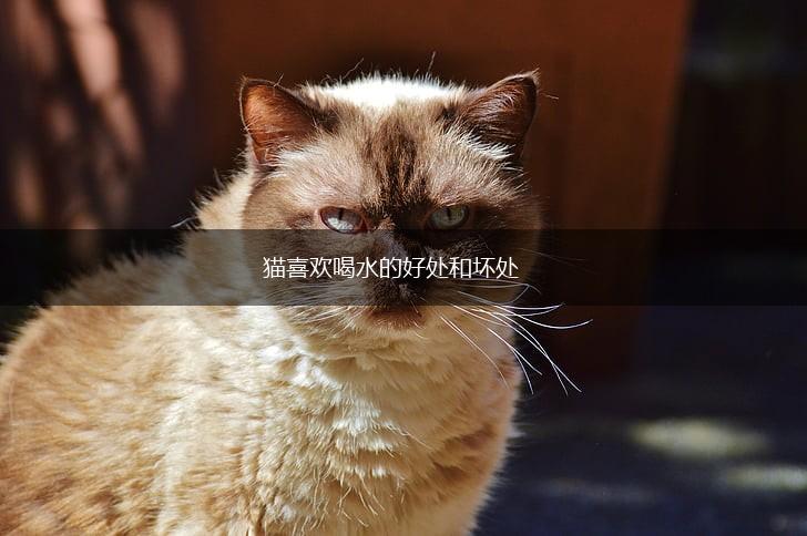猫喜欢喝水的好处和坏处,第1张 猫喜欢喝水的好处和坏处,第1张