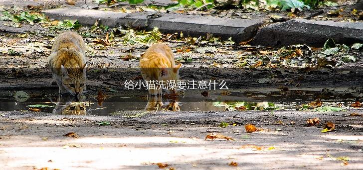 给小猫洗澡要注意什么,第1张 给小猫洗澡要注意什么,第1张