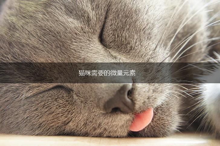 猫咪需要的微量元素,第1张 猫咪需要的微量元素,第1张