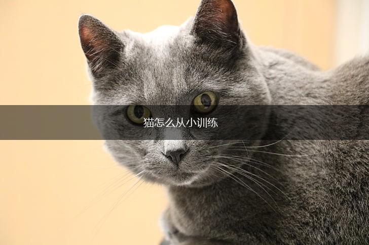 猫怎么从小训练,第1张 猫怎么从小训练,第1张