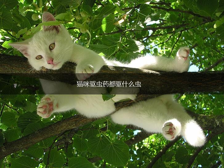 猫咪驱虫药都驱什么虫,第1张 猫咪驱虫药都驱什么虫,第1张
