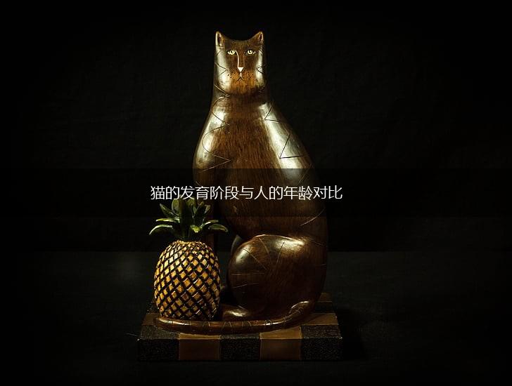猫的发育阶段与人的年龄对比,第1张 猫的发育阶段与人的年龄对比,第1张