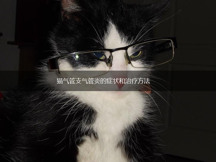 猫气管支气管炎的症状和治疗方法,第1张 猫气管支气管炎的症状和治疗方法,第1张