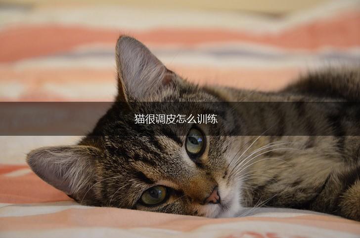 猫很调皮怎么训练,第1张 猫很调皮怎么训练,第1张