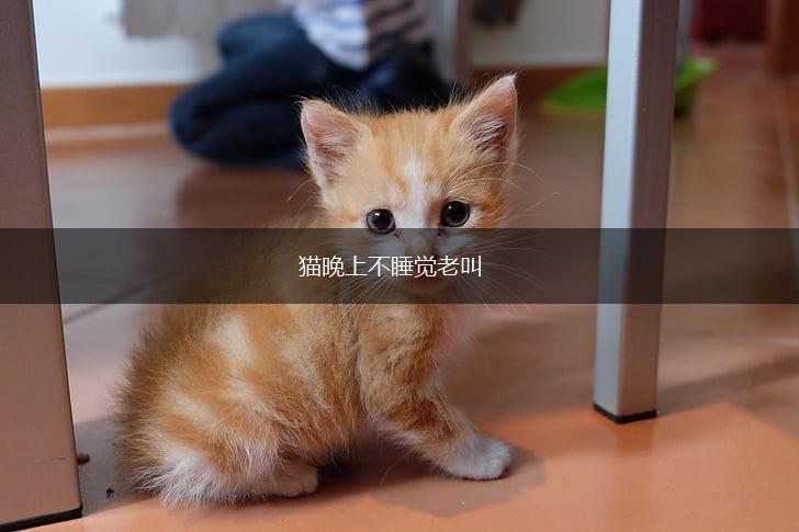猫晚上不睡觉老叫,第1张 猫晚上不睡觉老叫,第1张
