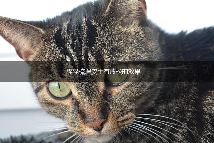 猫猫梳理皮毛有放松的效果,第1张 猫猫梳理皮毛有放松的效果,第1张