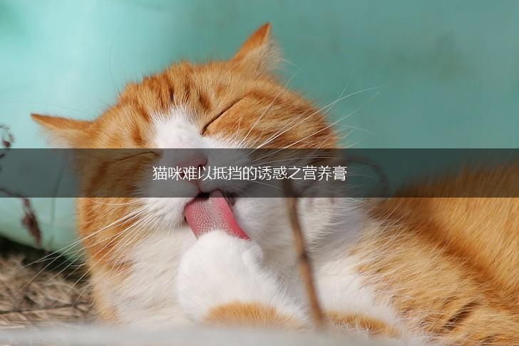 猫咪难以抵挡的诱惑之营养膏,第1张 猫咪难以抵挡的诱惑之营养膏,第1张