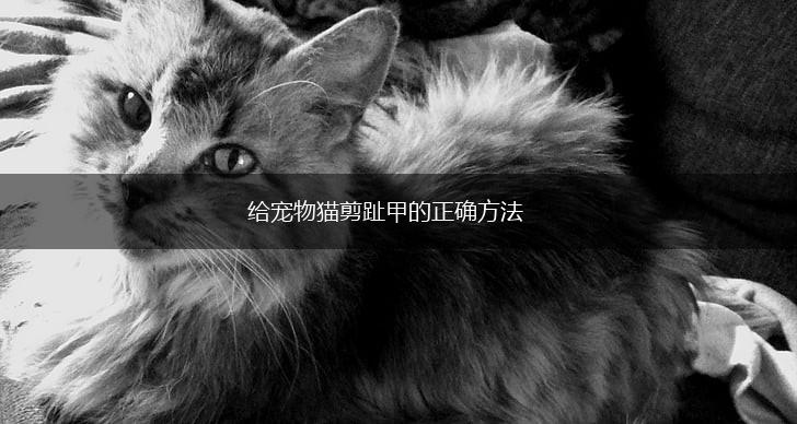 给宠物猫剪趾甲的正确方法,第1张