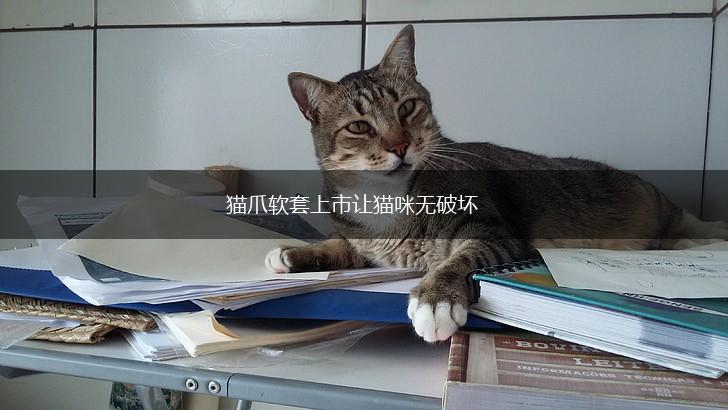 猫爪软套上市让猫咪无破坏,第1张 猫爪软套上市让猫咪无破坏,第1张