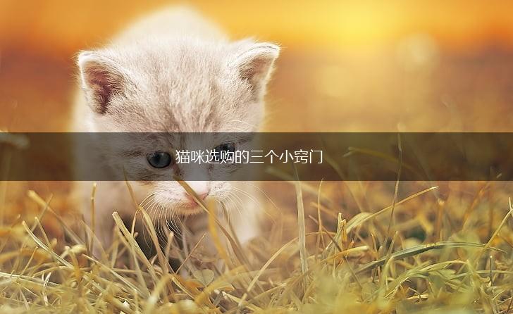 猫咪选购的三个小窍门,第1张 猫咪选购的三个小窍门,第1张