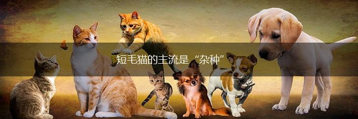 短毛猫的主流是“杂种”,第1张 短毛猫的主流是“杂种”,第1张