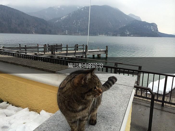 猫弓形虫的诊治,第1张 猫弓形虫的诊治,第1张