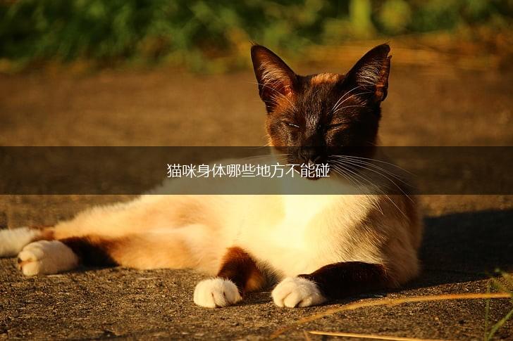 猫咪身体哪些地方不能碰,第1张 猫咪身体哪些地方不能碰,第1张