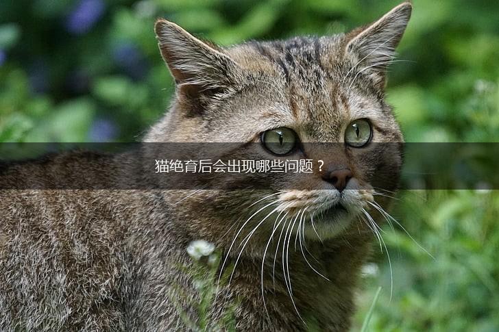 猫绝育后会出现哪些问题?,第1张 猫绝育后会出现哪些问题?,第1张