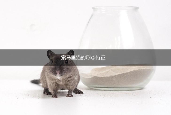 索马里猫的形态特征,第1张 索马里猫的形态特征,第1张