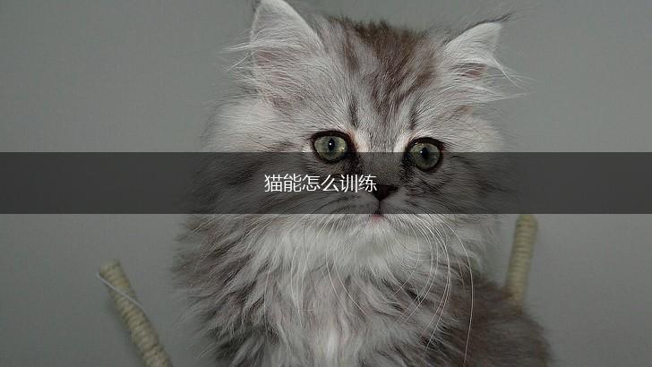 猫能怎么训练,第1张