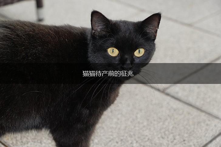 猫猫待产前的征兆,第1张 猫猫待产前的征兆,第1张