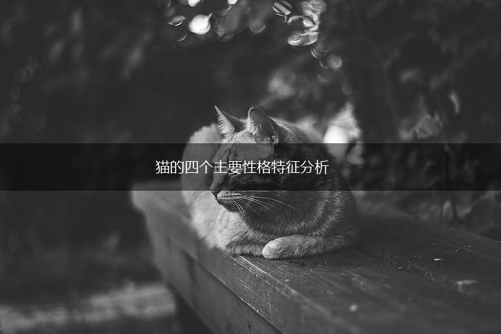 猫的四个主要性格特征分析,第1张 猫的四个主要性格特征分析,第1张