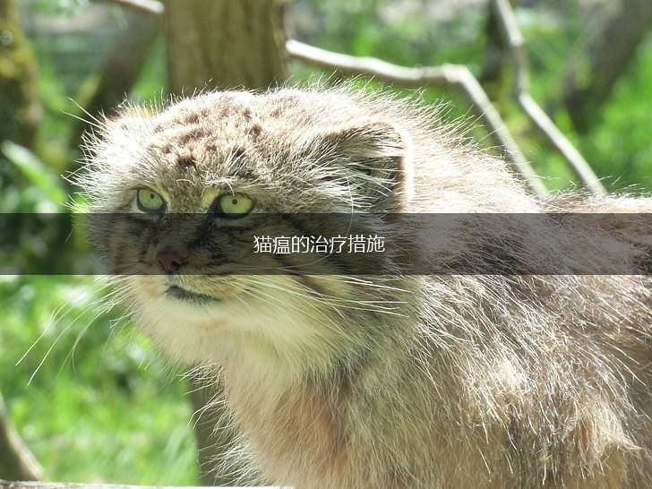 猫瘟的治疗措施,第1张 猫瘟的治疗措施,第1张