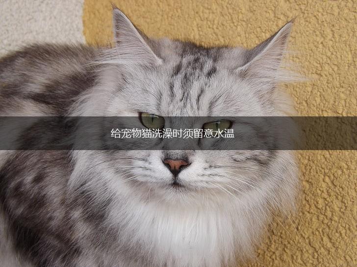 给宠物猫洗澡时须留意水温,第1张 给宠物猫洗澡时须留意水温,第1张