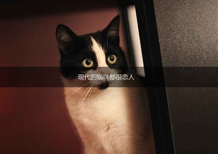 现代的猫咪都很恋人,第1张 现代的猫咪都很恋人,第1张