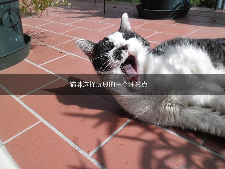 猫咪选择玩具的三个注意点,第1张 猫咪选择玩具的三个注意点,第1张