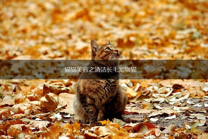 猫猫美容之清洁长毛宠物猫,第1张