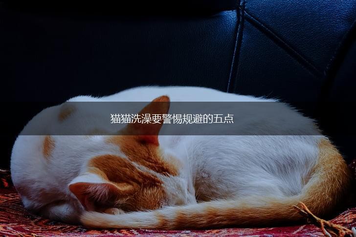 猫猫洗澡要警惕规避的五点,第1张 猫猫洗澡要警惕规避的五点,第1张