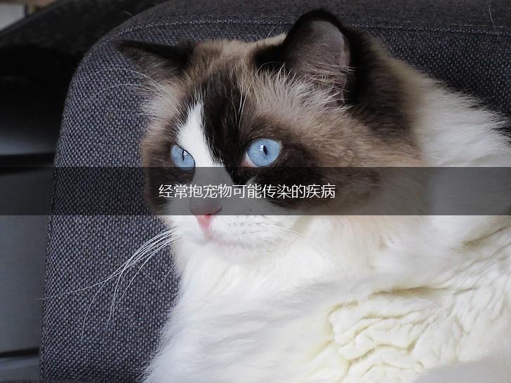 经常抱宠物可能传染的疾病,第1张 经常抱宠物可能传染的疾病,第1张