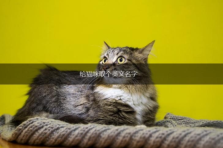 给猫咪取个英文名字,第1张 给猫咪取个英文名字,第1张