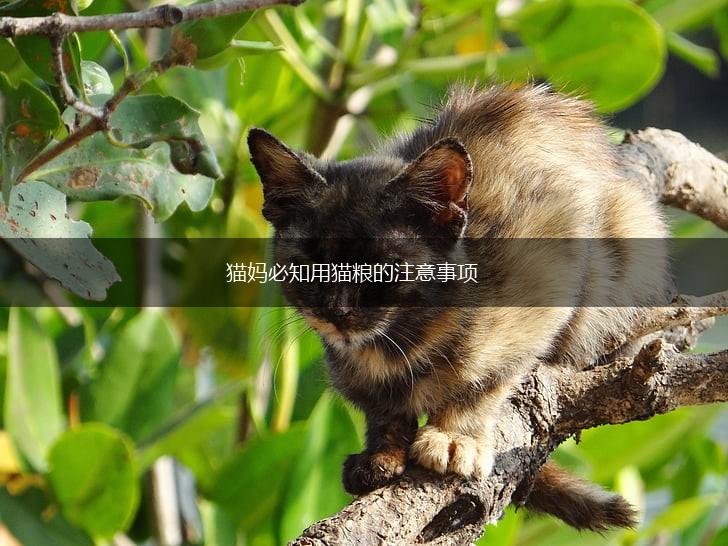 猫妈必知用猫粮的注意事项,第1张 猫妈必知用猫粮的注意事项,第1张