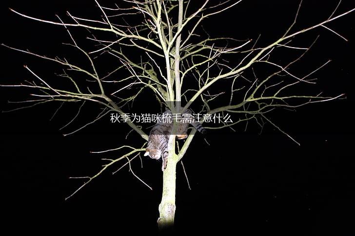 秋季为猫咪梳毛需注意什么,第1张 秋季为猫咪梳毛需注意什么,第1张