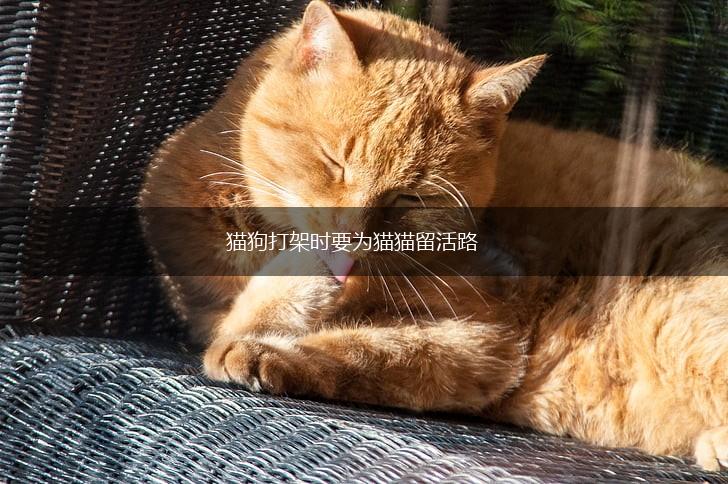 猫狗打架时要为猫猫留活路,第1张 猫狗打架时要为猫猫留活路,第1张