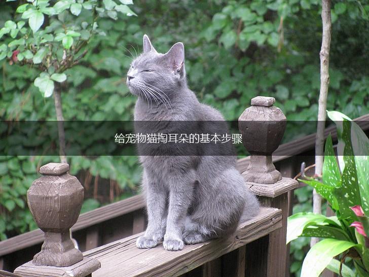 给宠物猫掏耳朵的基本步骤,第1张 给宠物猫掏耳朵的基本步骤,第1张