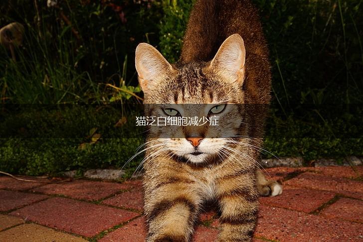 猫泛白细胞减少症,第1张 猫泛白细胞减少症,第1张